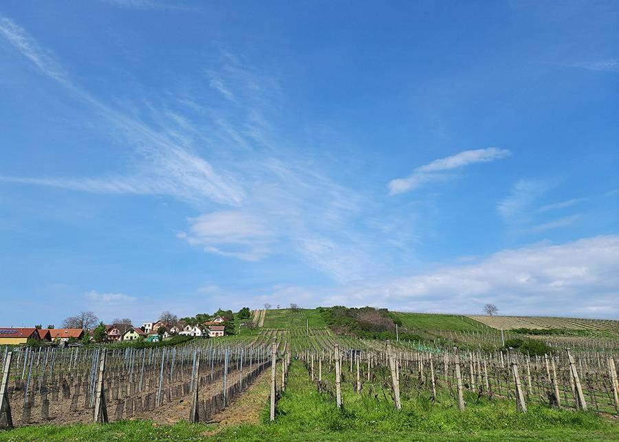 Sklep Vino Strycek Guest House Velké Bílovice Eksteriør bilde